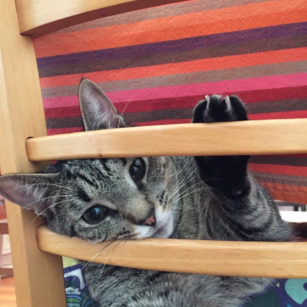 Meet your Posher, Lisa